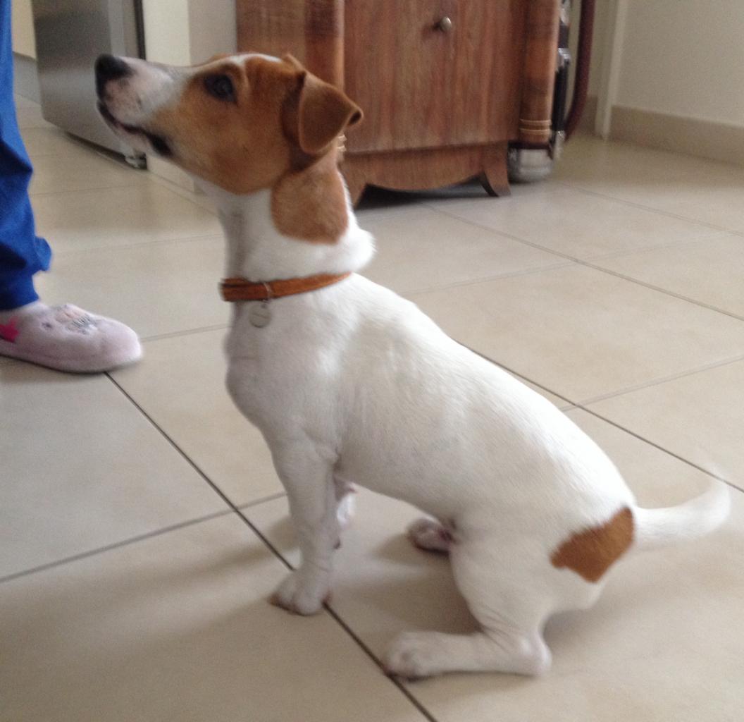 charly, jack russel de 4 mois