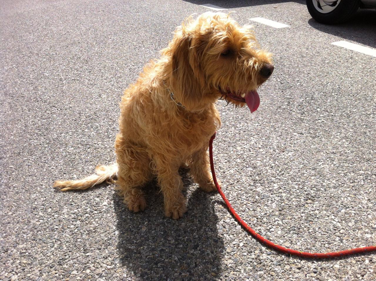 Kilou, basset breton de 13 mois