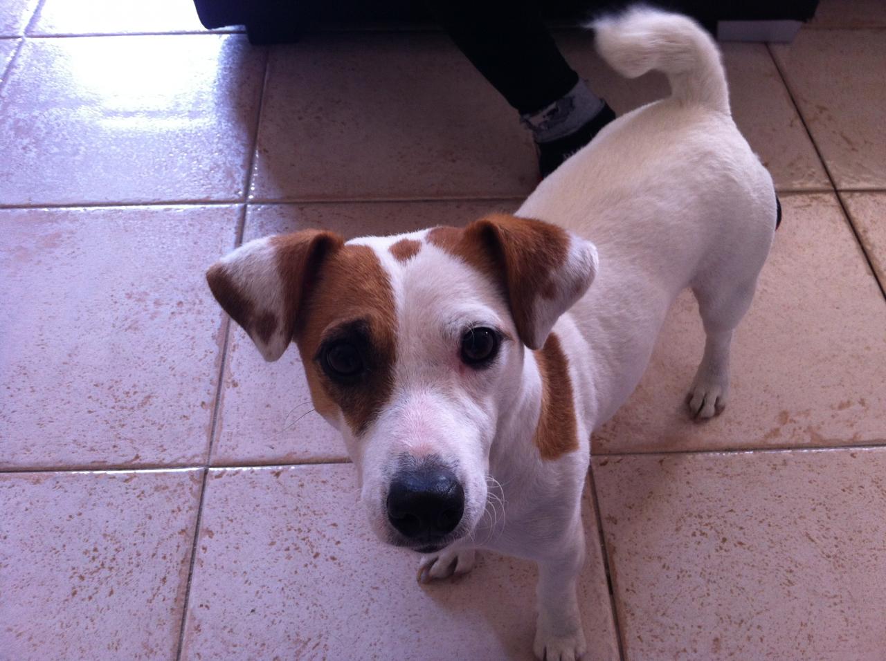 gina, jack russel de 2 ans