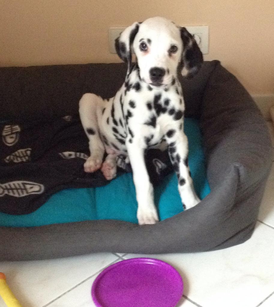 Solal, Dalmatien de 3 mois