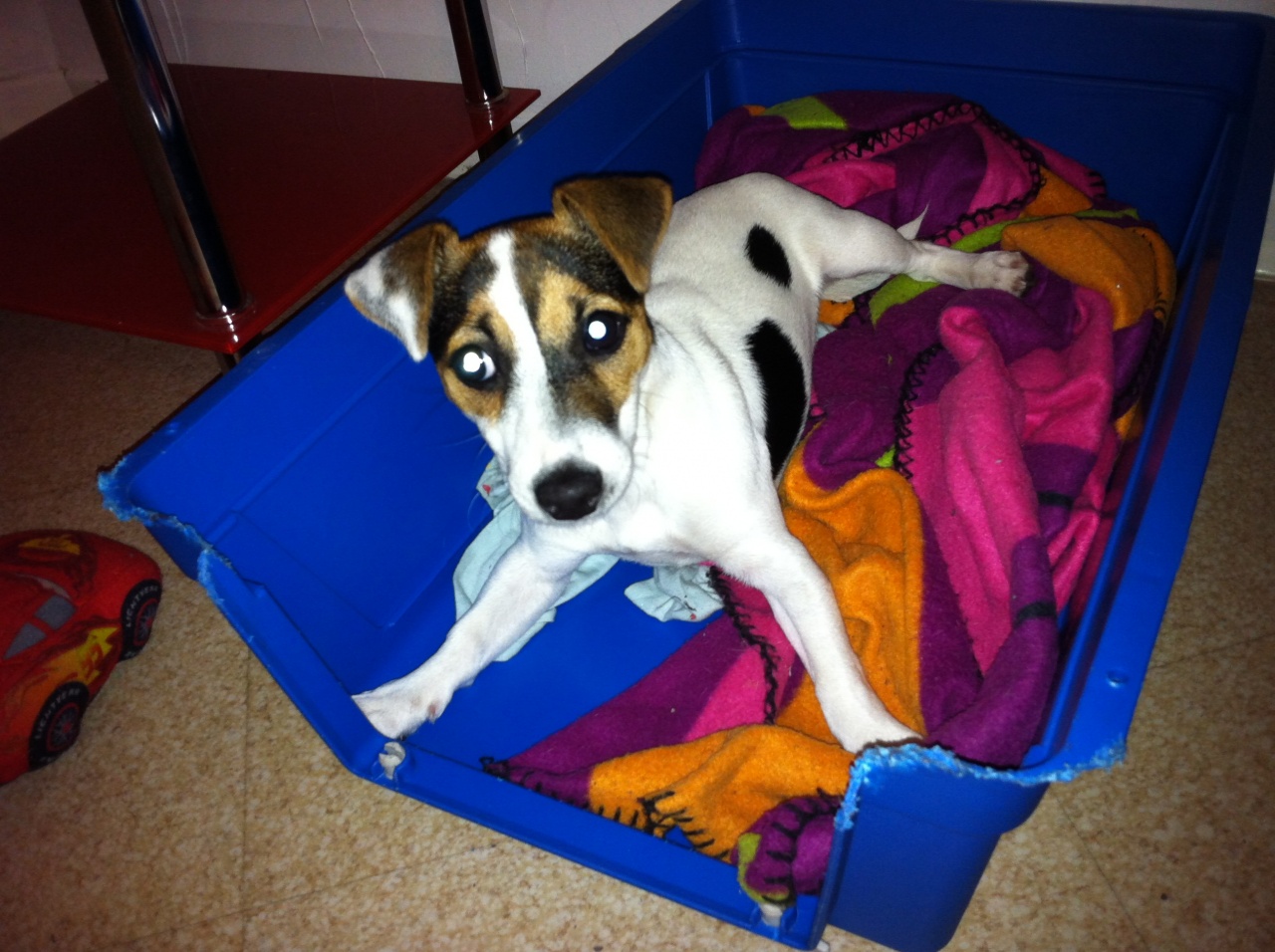 Gaufrette, Jack Russel de 4 mois