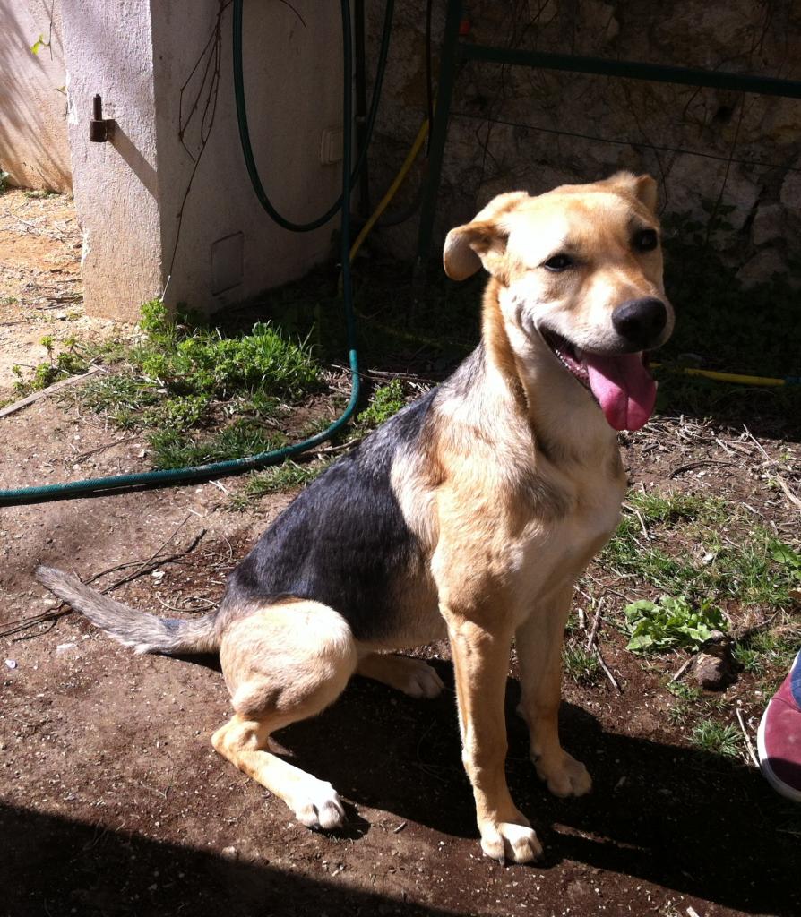 Zinca, 6 mois croisé berger