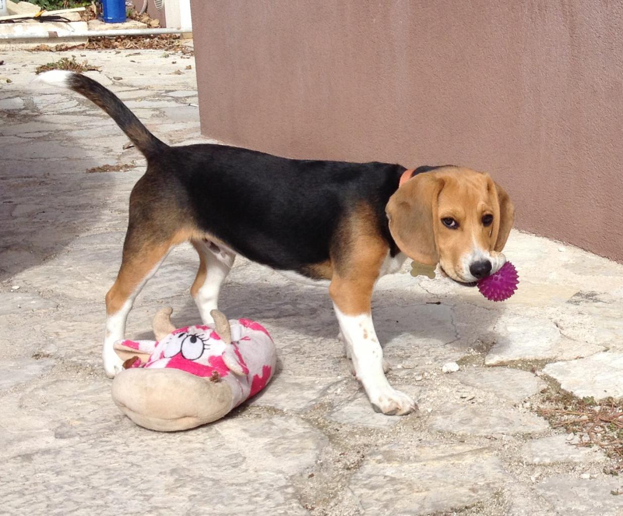 Iska, beagle de 5 mois