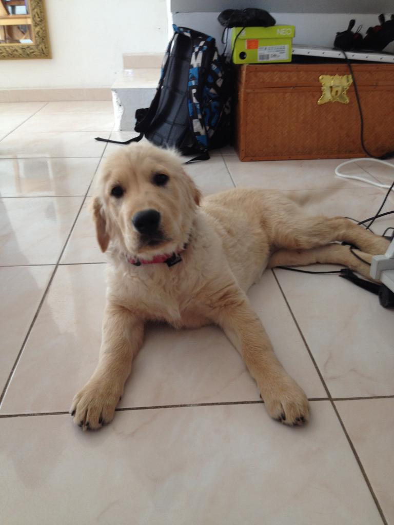 sybelle, golden de 3 mois 1/2