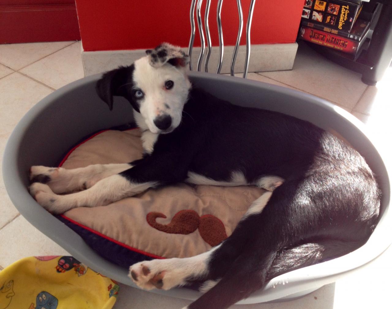 Bolt, border collie de 3 mois 1/2