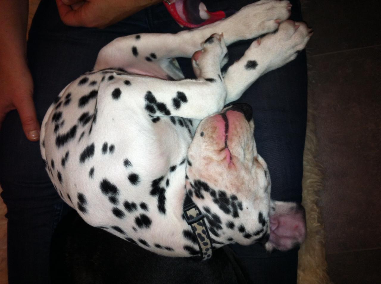 Gump, dalmatien de 2 mois