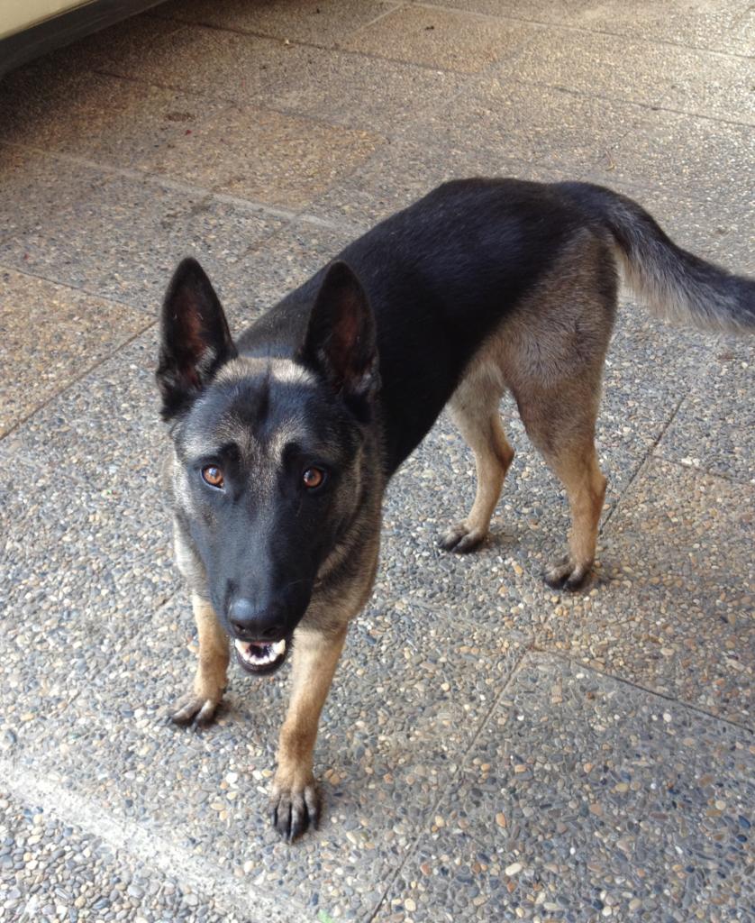 holly, malinois de 11 mois