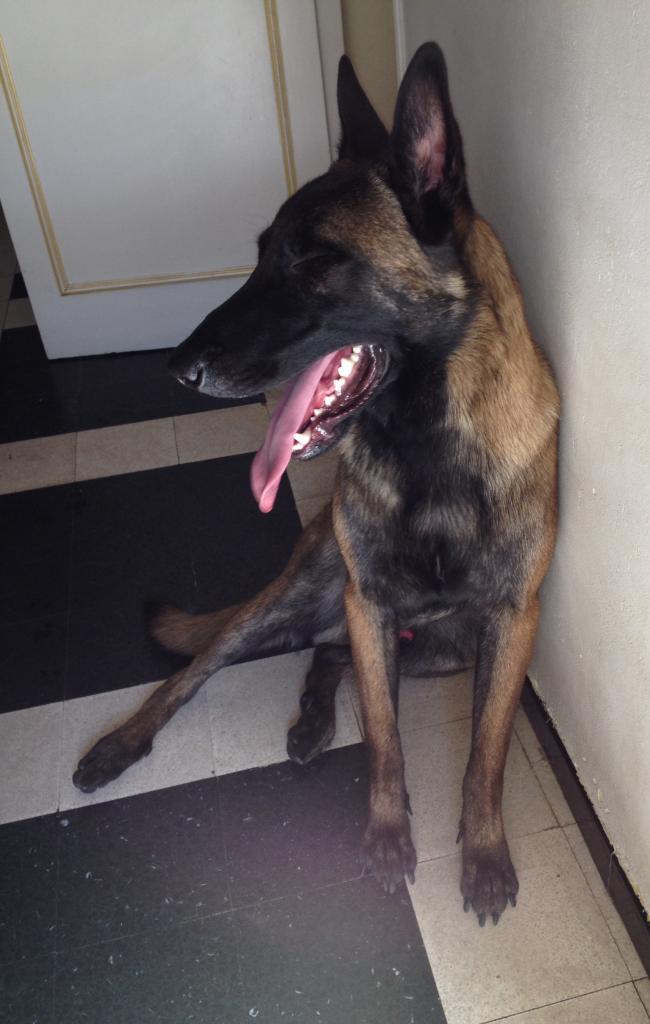 Hermes, malinois de 10 mois