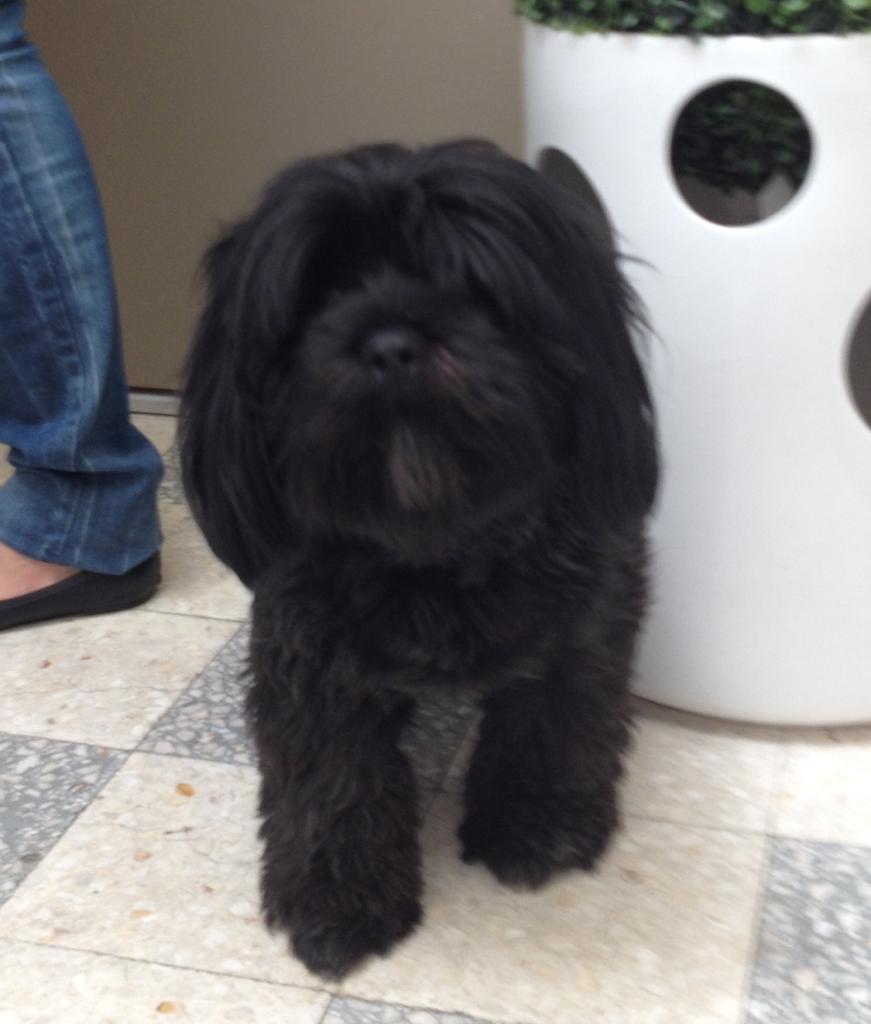 gad, 2 ans lhassa apso