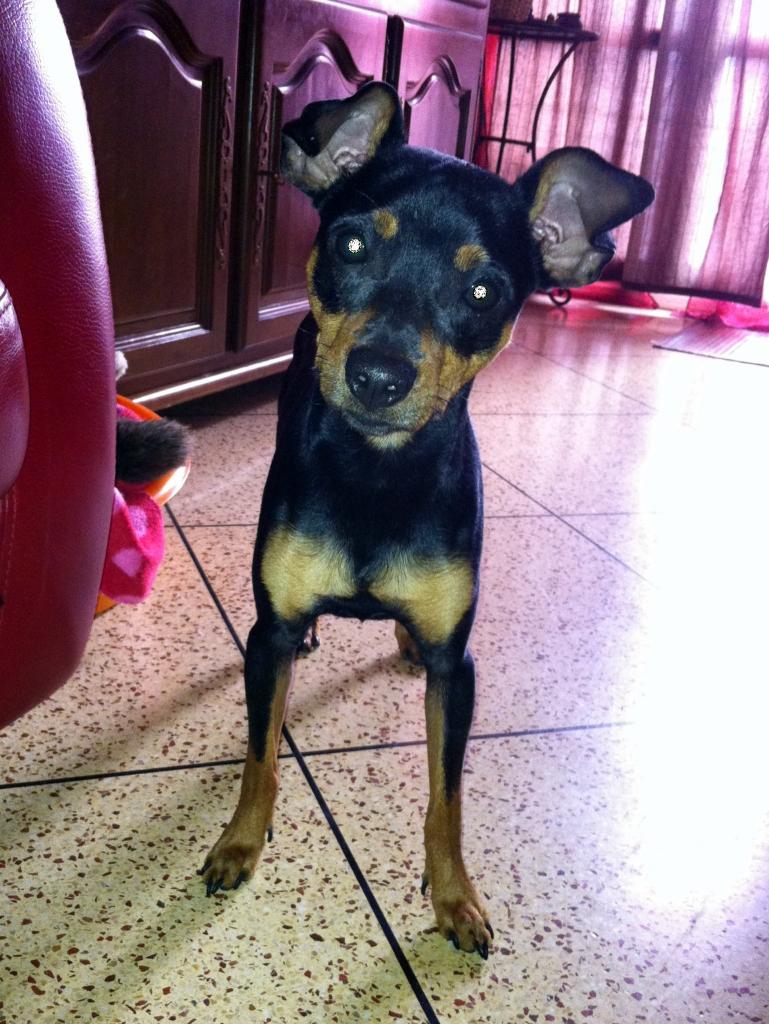 sarko, 1 an pinscher