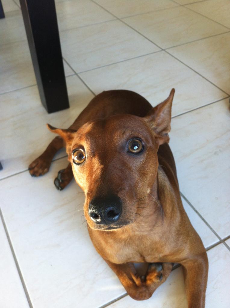 Gibbs, 8 mois pinscher