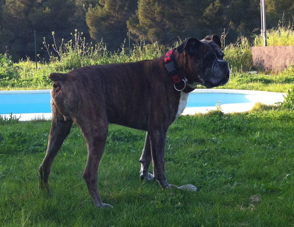 sérum, boxer de 13 ans