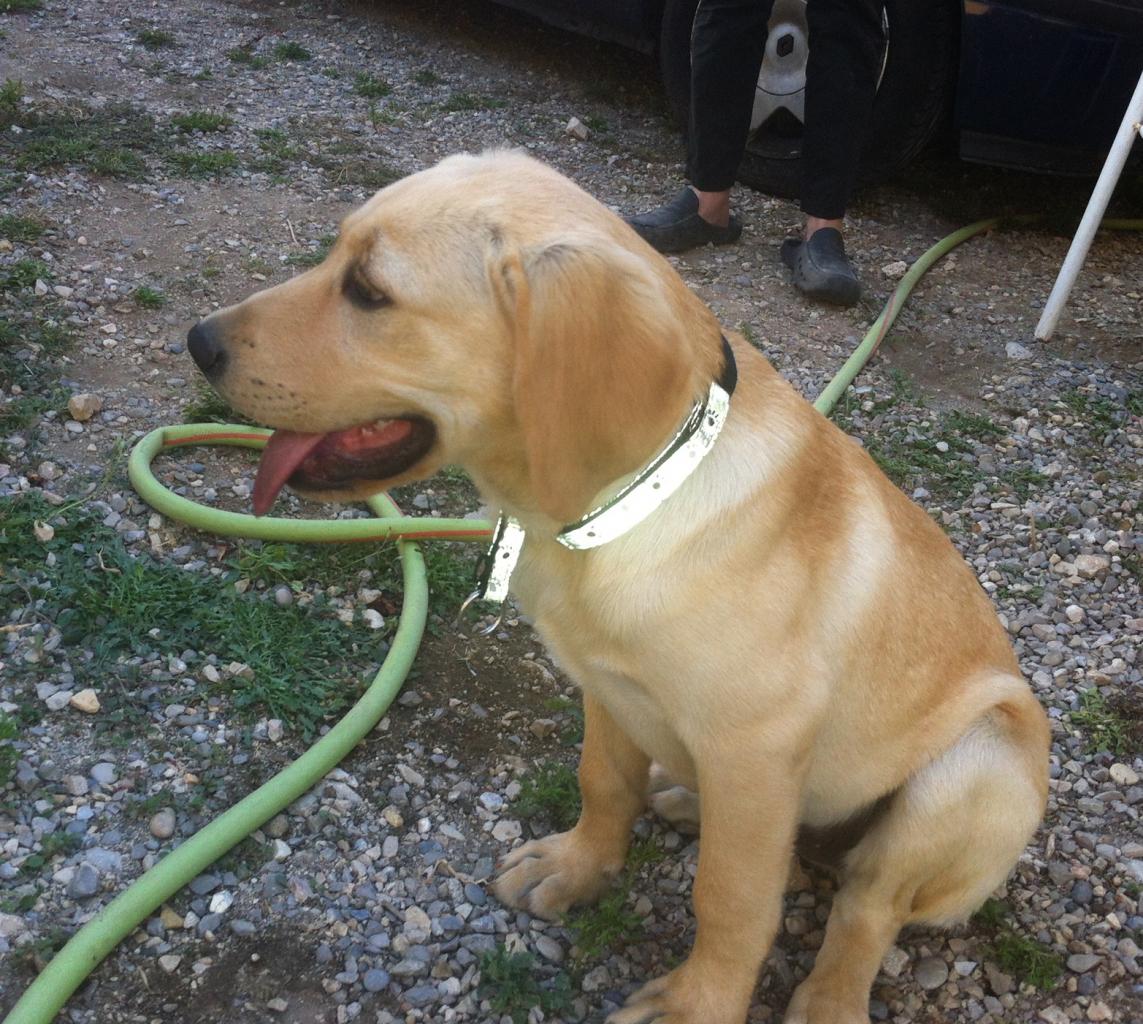 Sultan, labrador de 4 mois