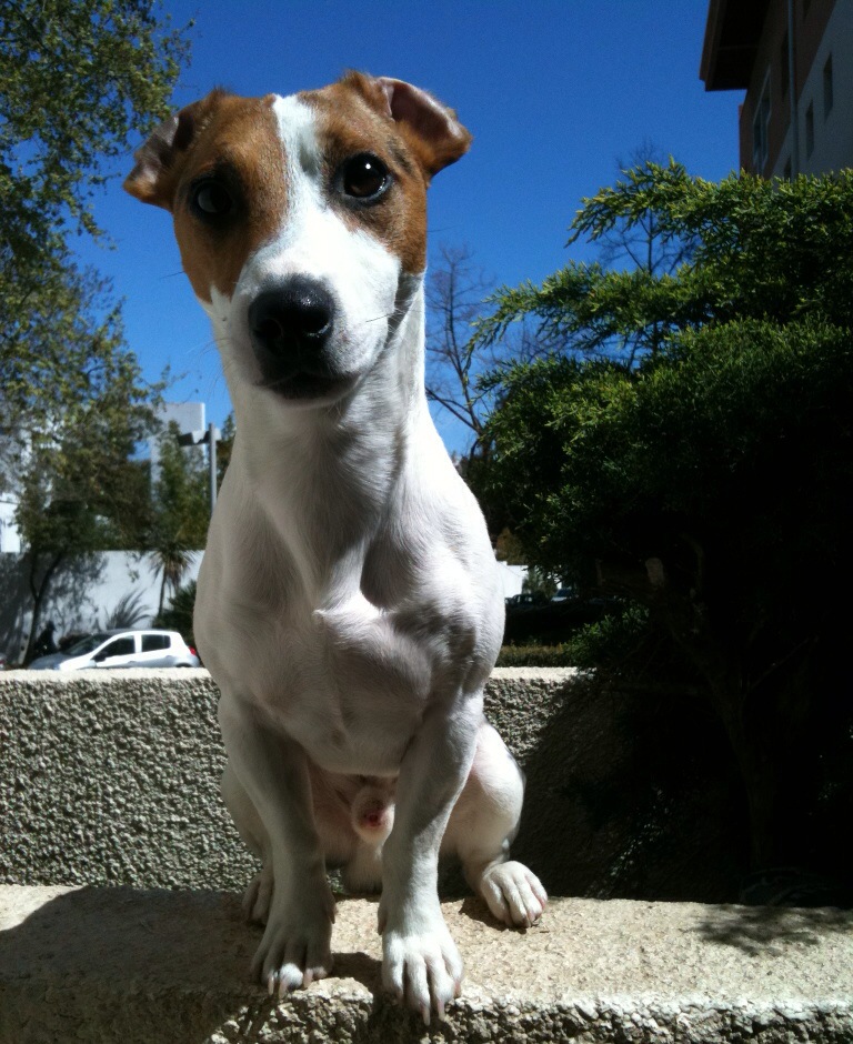 fox, jack russel de 3 ans