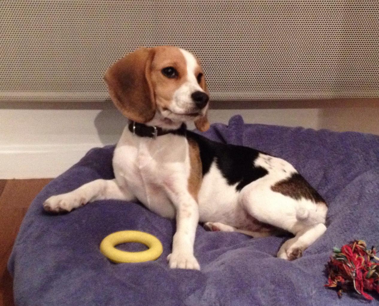 mara, beagle de 4 mois