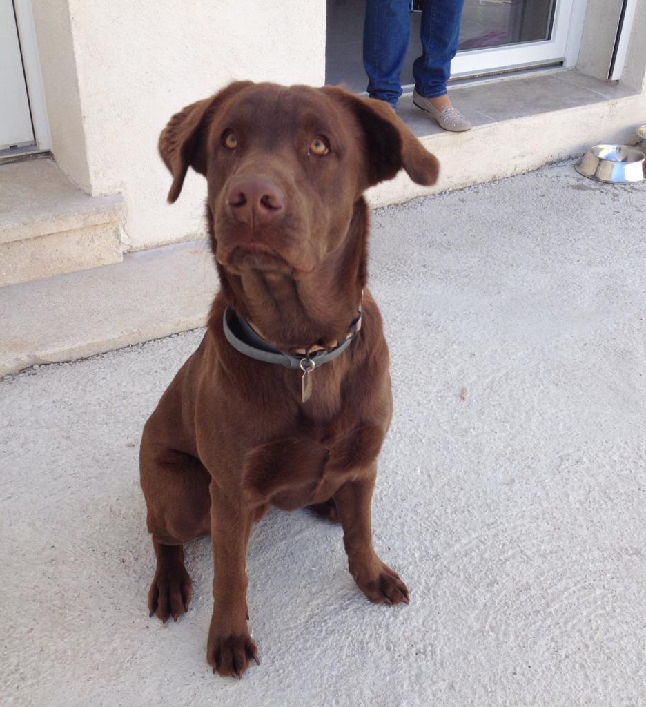 Isly, labrador de 9 mois