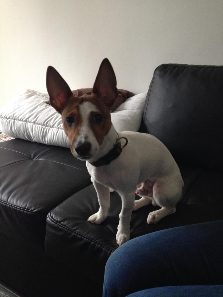 Irone, jack russel de 6 mois