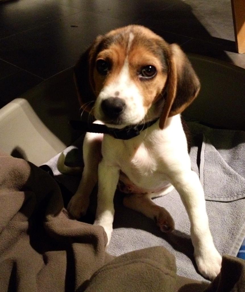 Ikoï, beagle de 3 mois