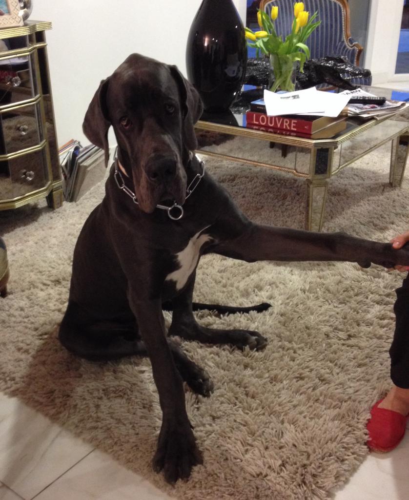 Isaac, dogue allemand de 7 mois