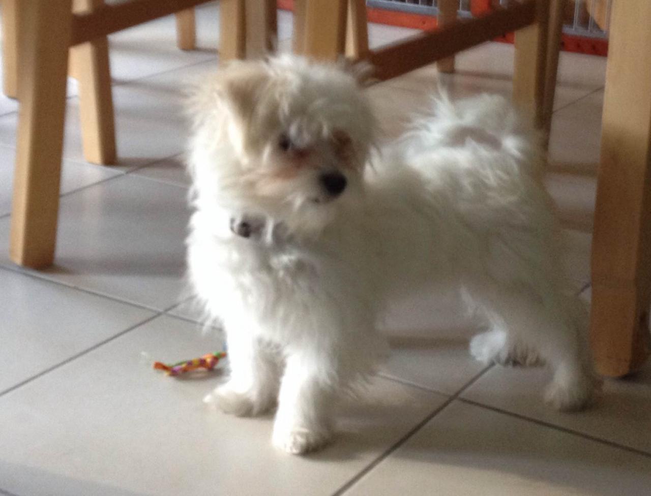 Isis bichon de 5 mois