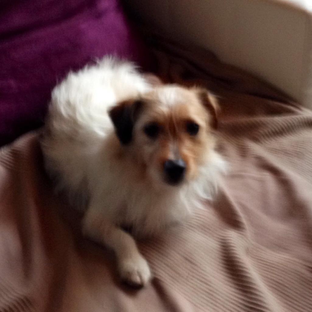 Jessy, jack russel de 3 ans