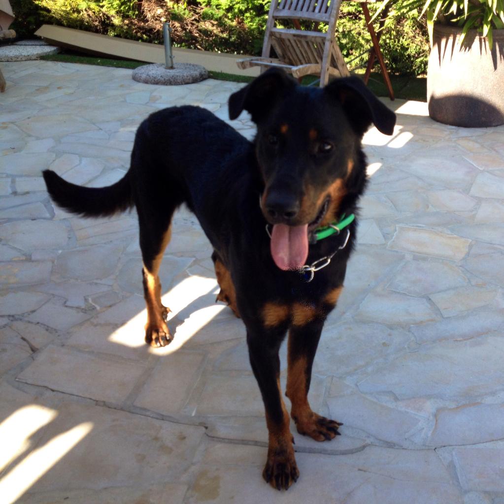 Tysone, beauceron de 1 an