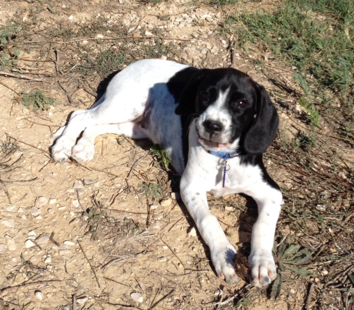 Lou, croisé beagle et épagneul de 3 mois