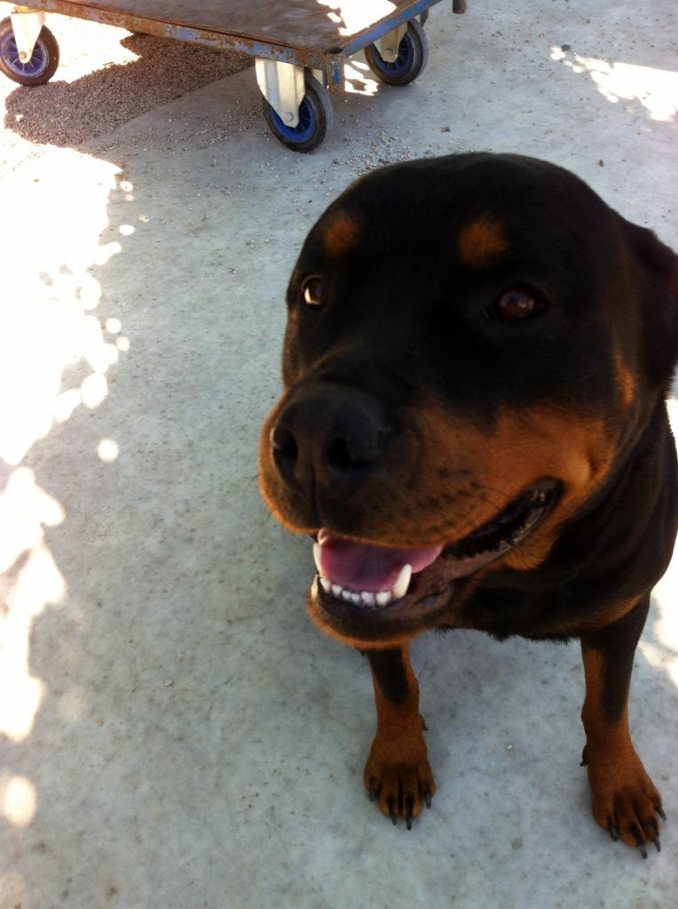 isis, rott de 2 ans