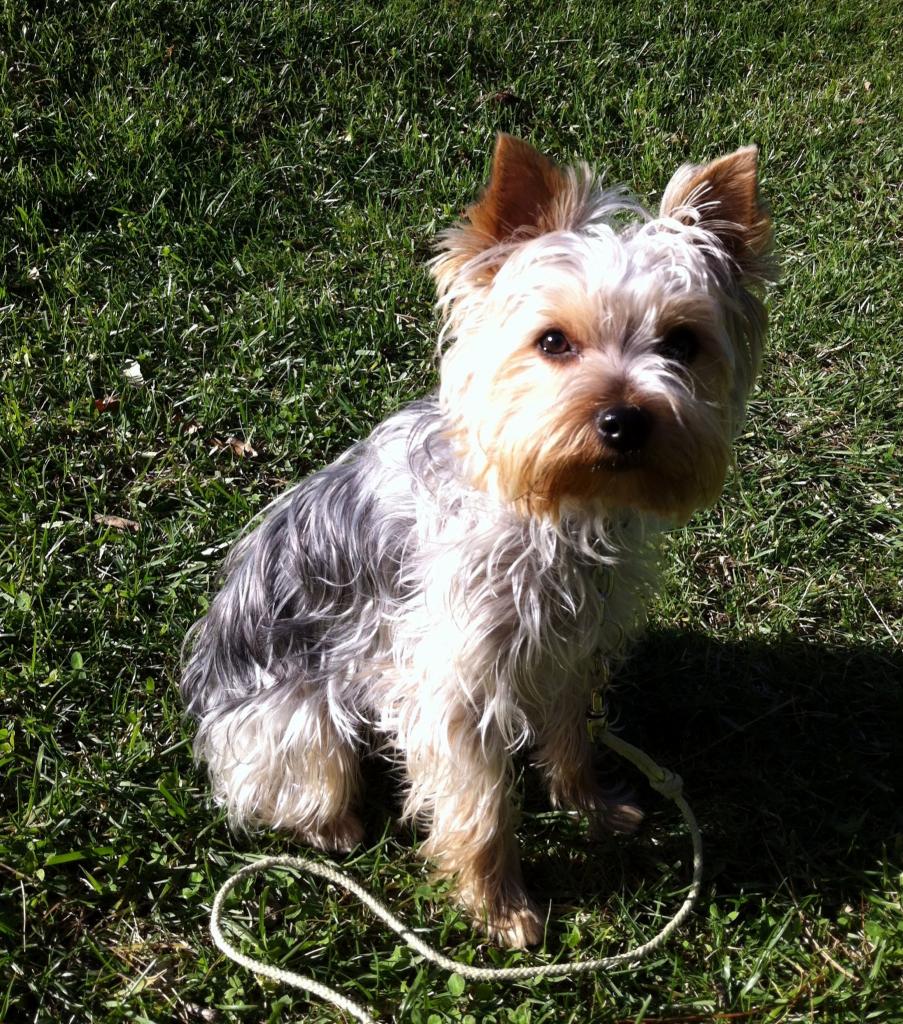 Gioia, yorkshire terrier de 1 an 1/2