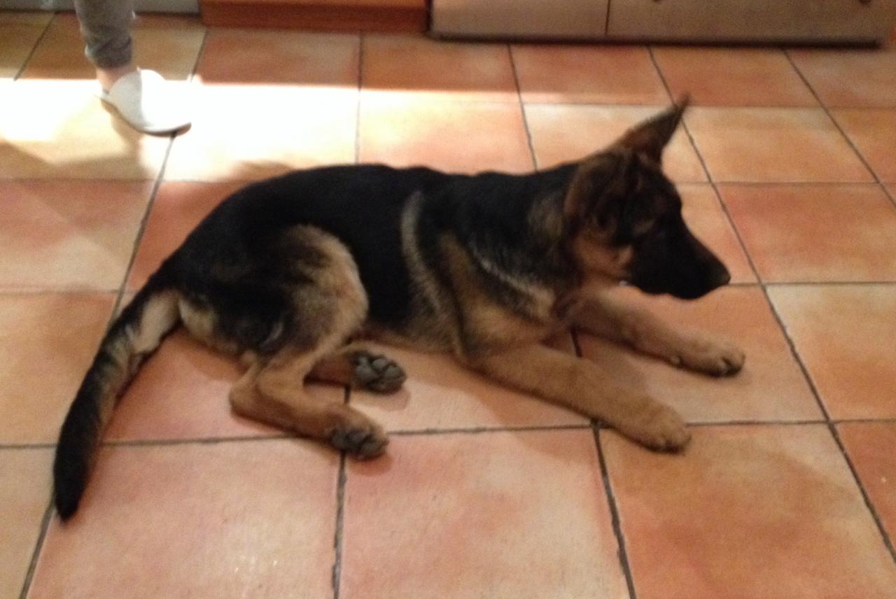 Ice,berger allemand de 4 mois 1/2