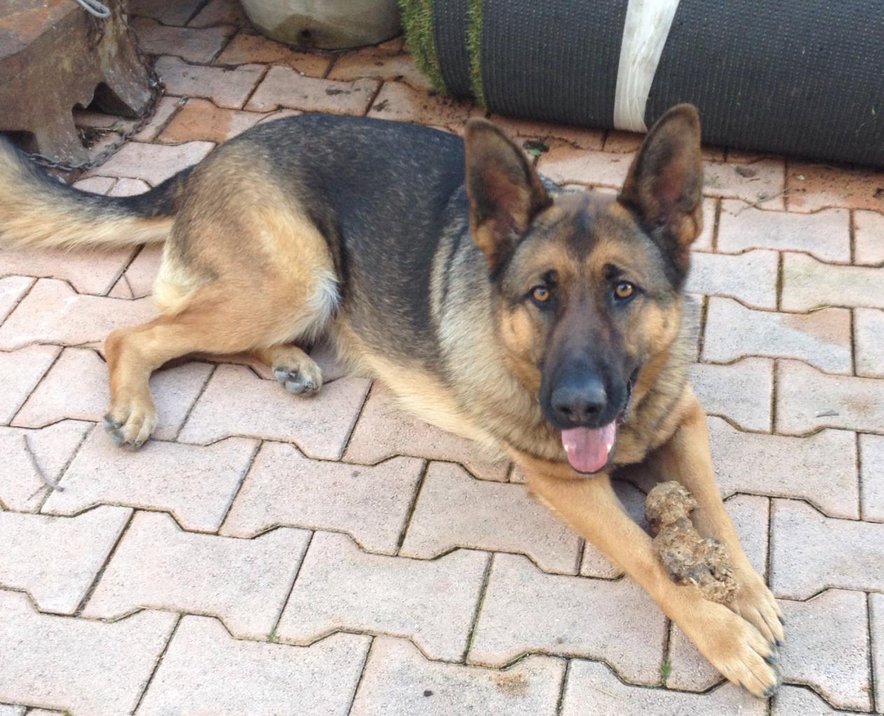 Era, berger allemand de 2 ans