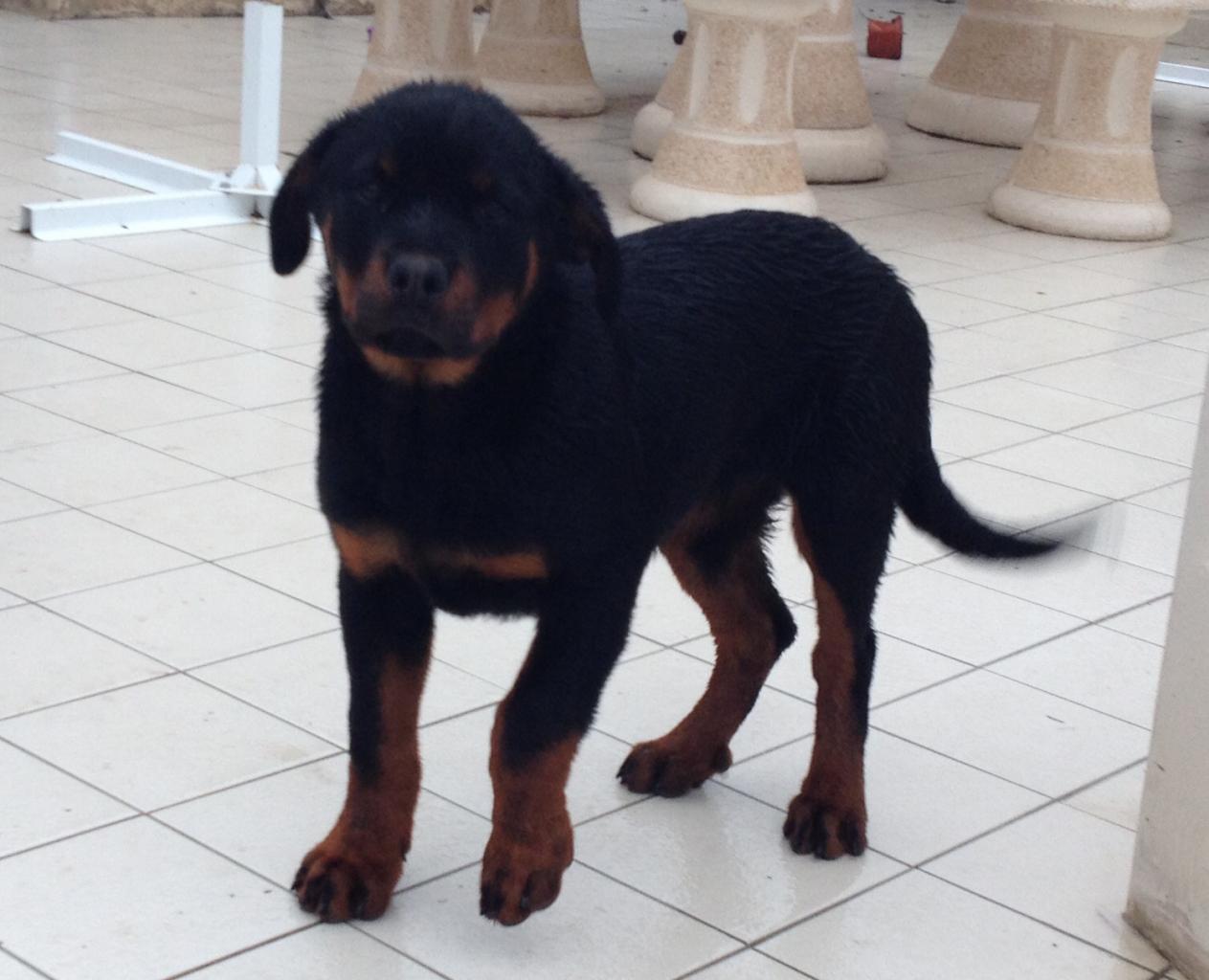 Tysone, rottweiler de 4 mois