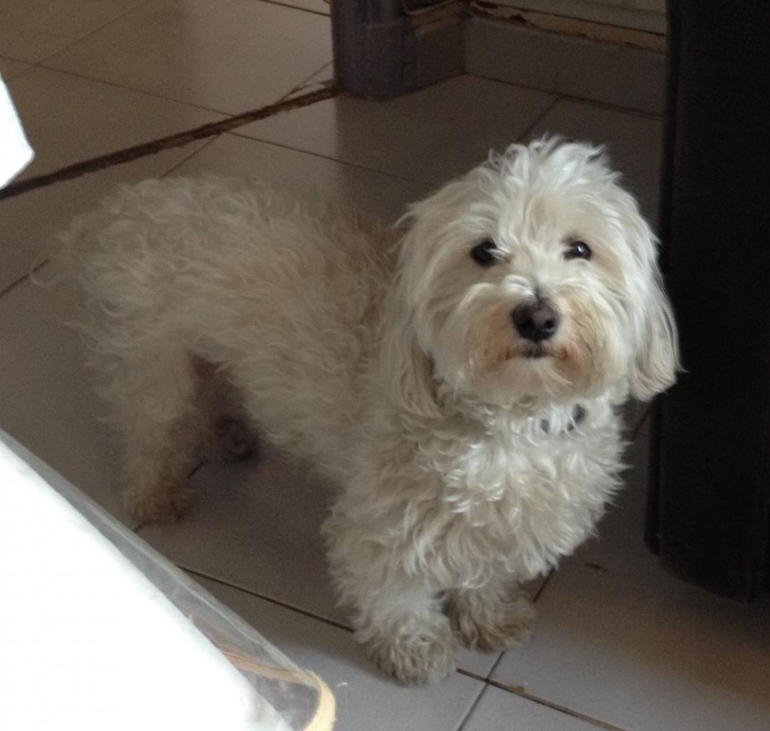 Guess, bichon maltais de 3 ans