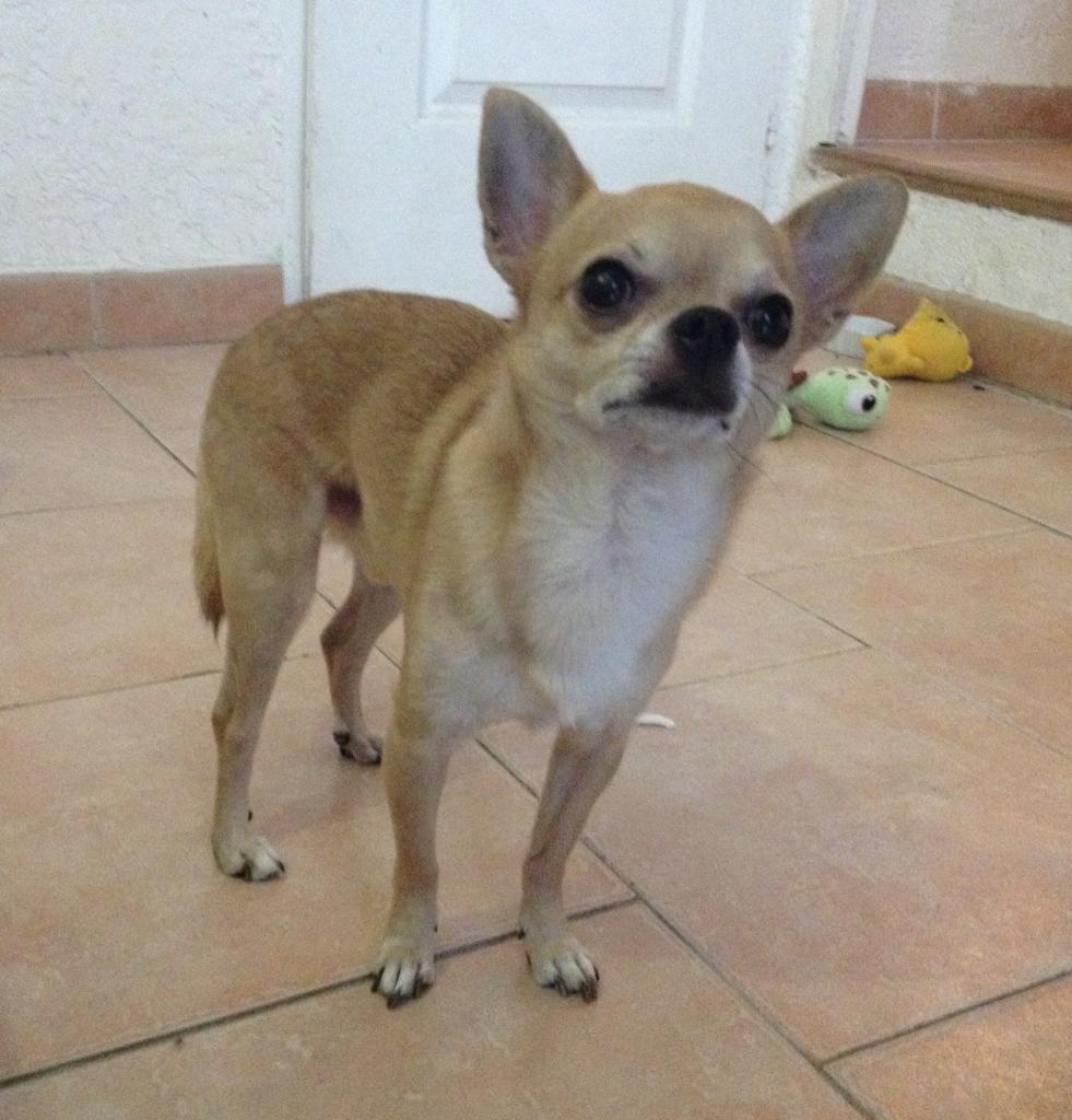 Denver, chihuahua de 4 ans