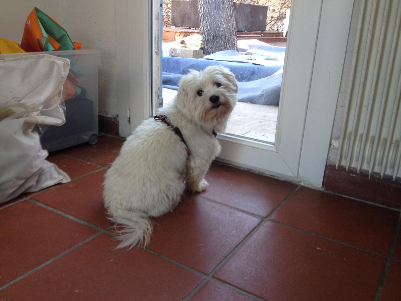 Spouki, bichon de 4 ans