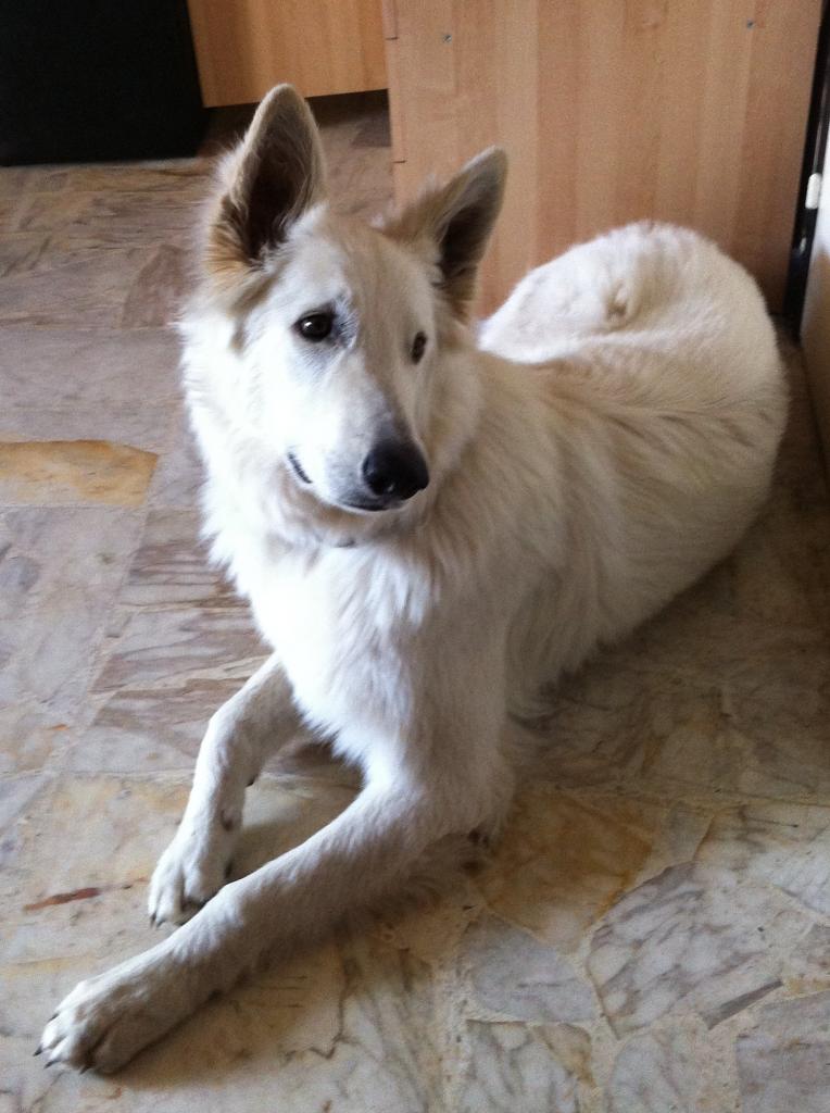 Gibson, berger blanc suisse de 1 an