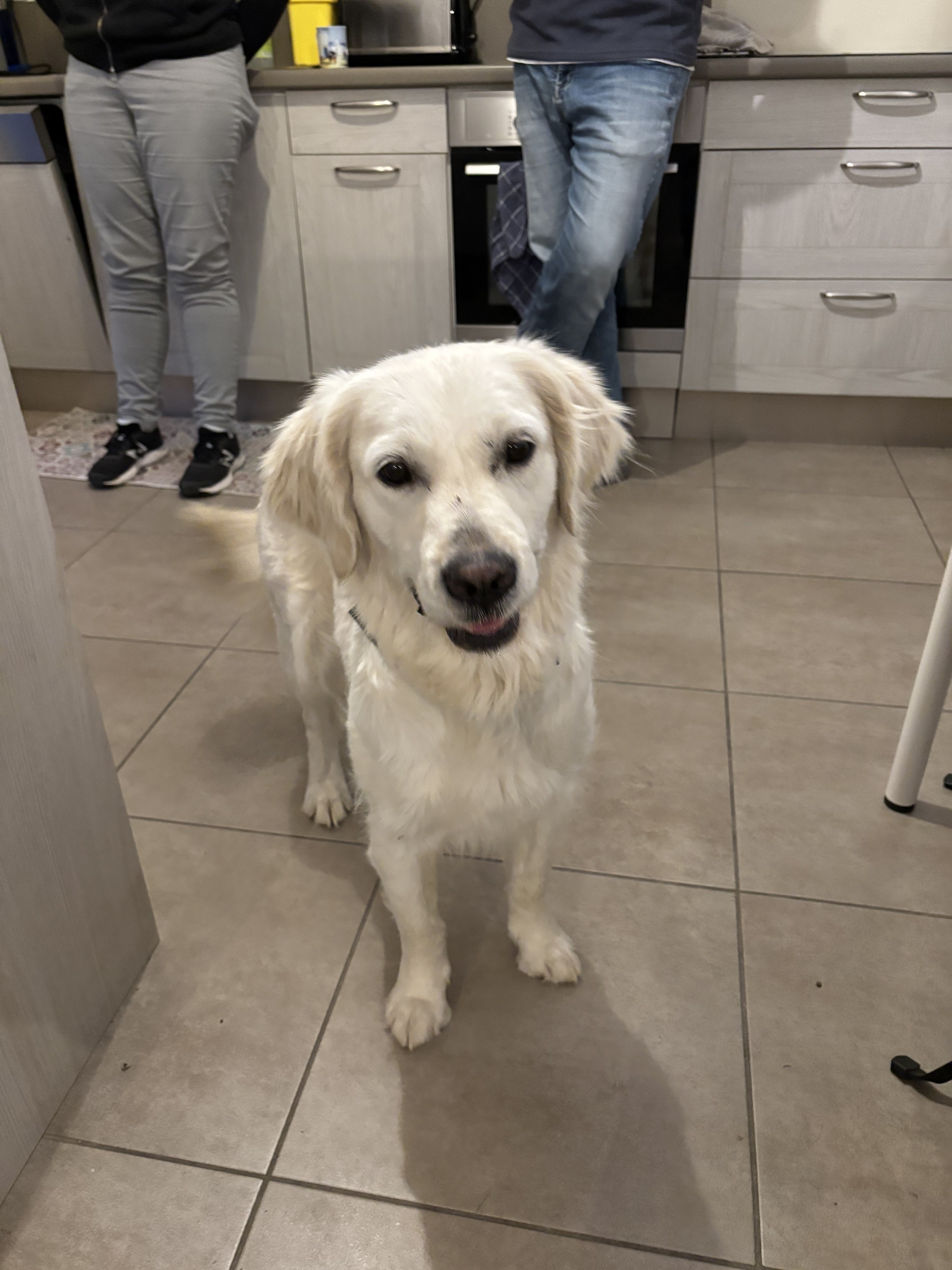 Raven golden de 4 ans