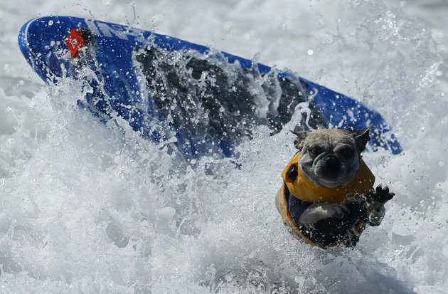 surf dog