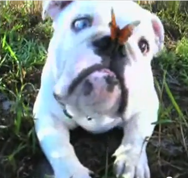 bouledogue anglais & le papillon