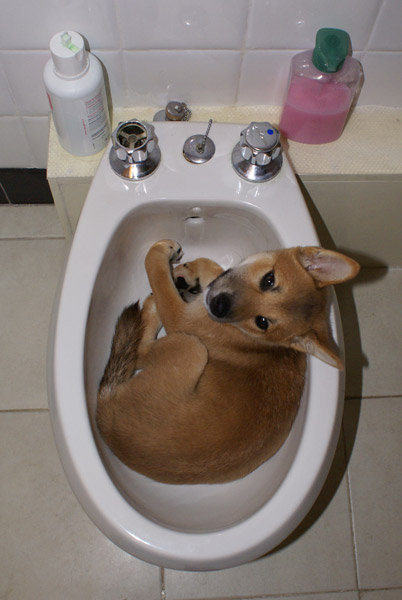 shiba-inu-bidet