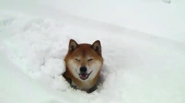 shiba-inu dans la neige