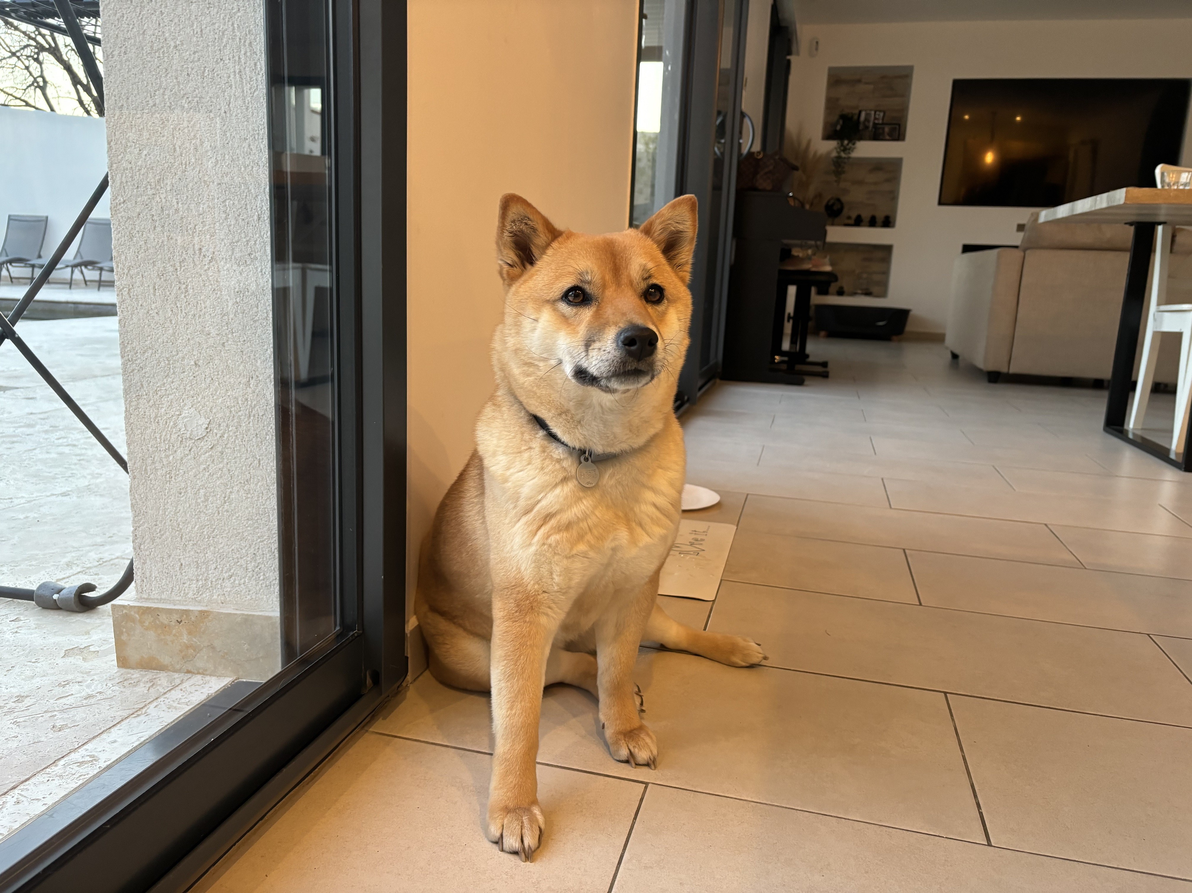 Suerté, shiba inu 2 ans
