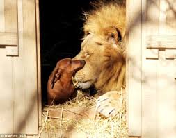 un pti calin mon minou !