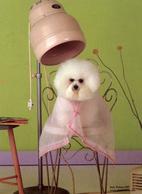 toilettage_chien_menuisier