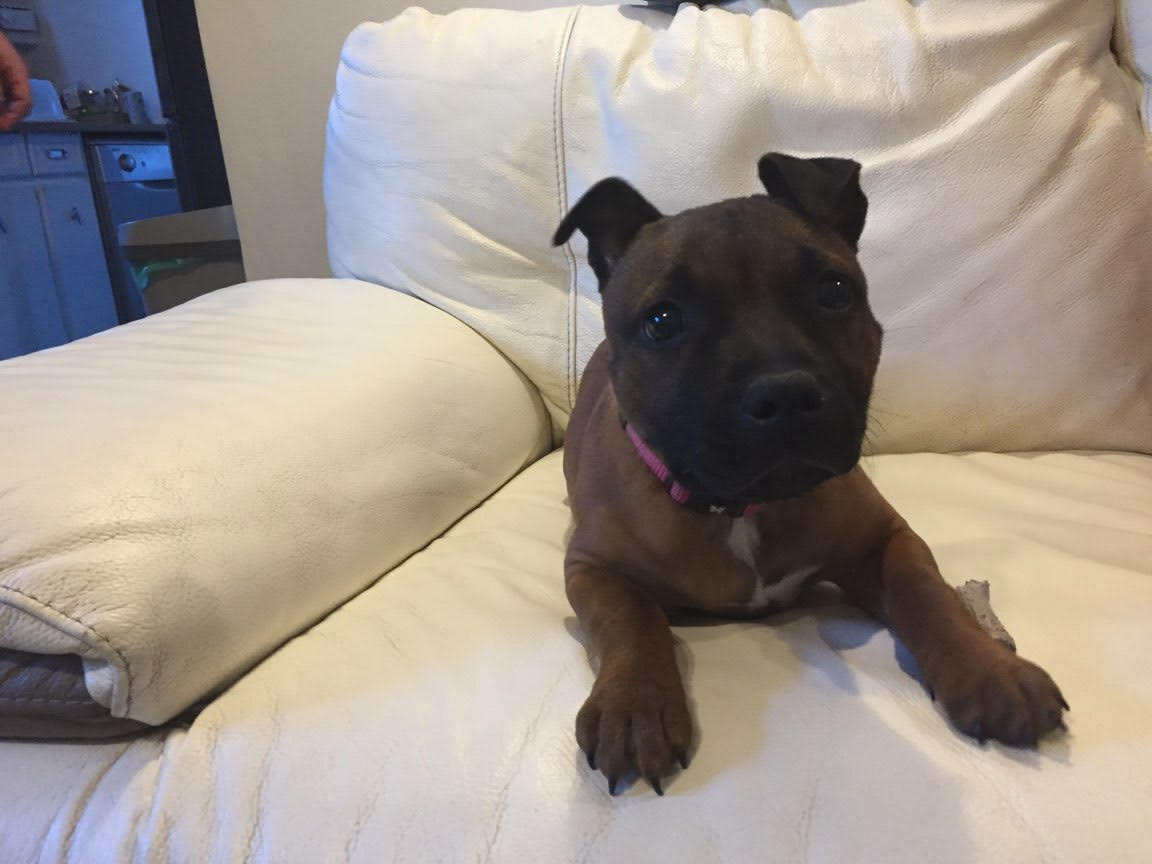 Berry, staffie de 4 mois