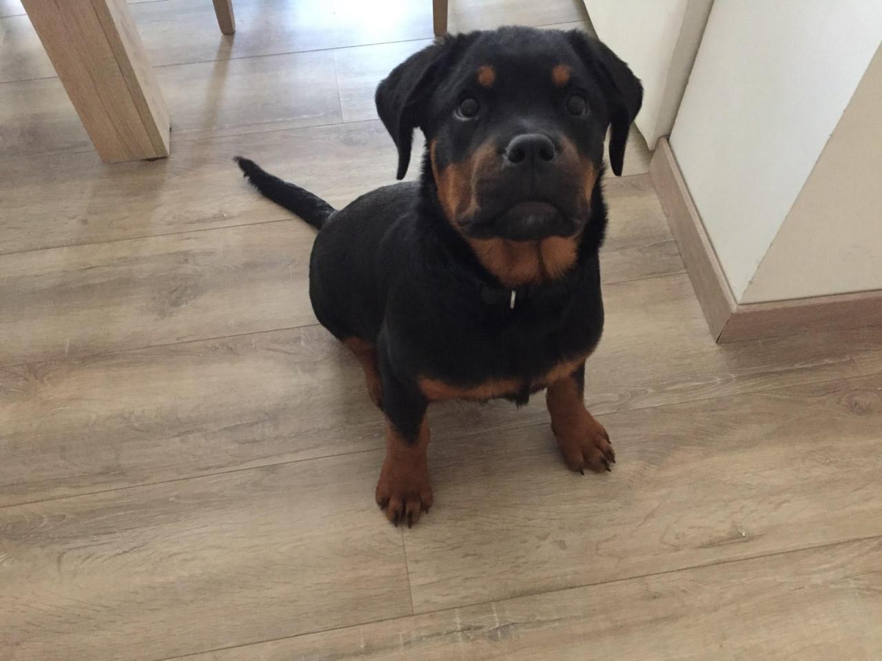 Nayla, rottweiler de 4 mois