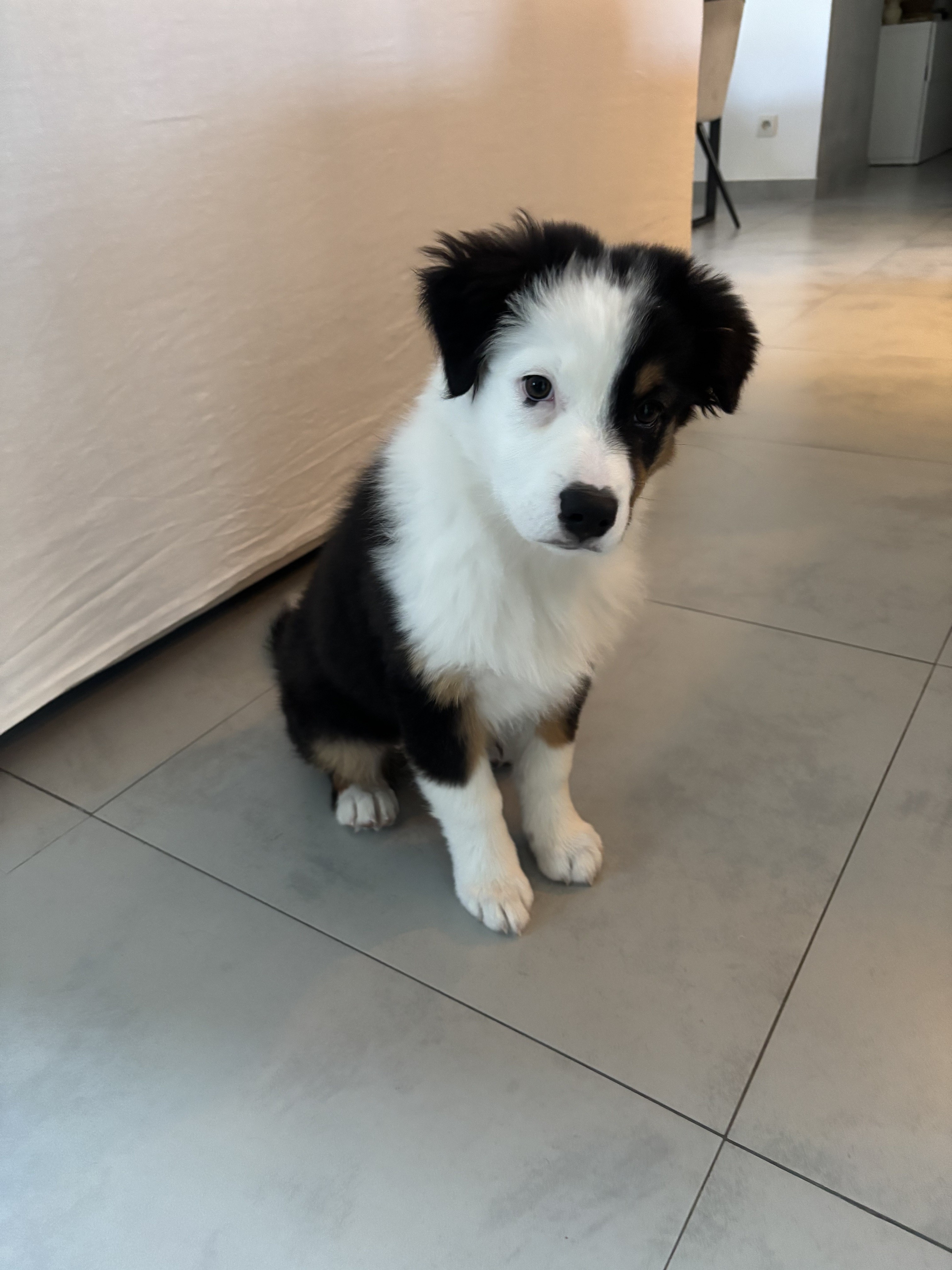 Vinnie, berger australien 3 mois