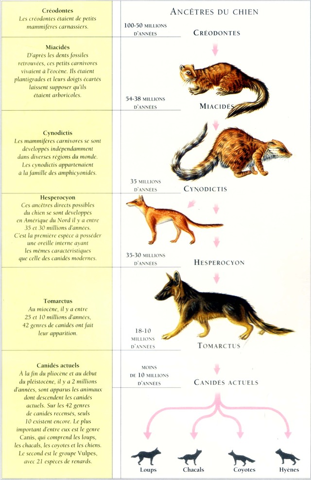 ancetres-du-chien-tableau.jpg