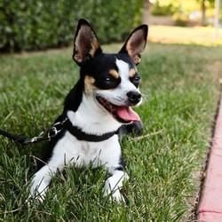 un chihuahua, ramené au refuge, car il ne s'accordait pas au mobilier,