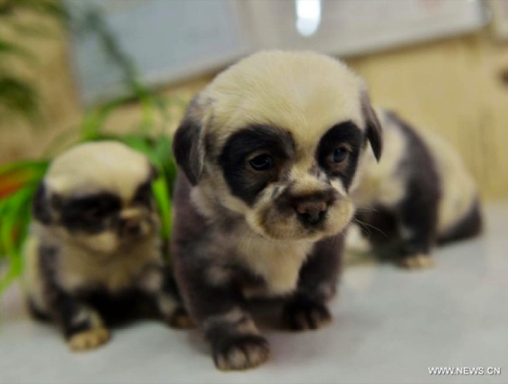 chiot chien panda 1